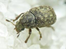 Attēlu rezultāti vaicājumam “Anthribus nebulosus”