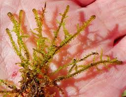 Attēlu rezultāti vaicājumam “Hamatocaulis vernicosus”