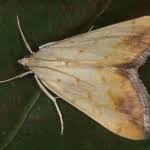 Attēlu rezultāti vaicājumam “Evergestis extimalis”