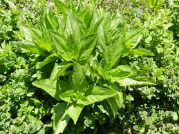 Attēlu rezultāti vaicājumam “Scrophularia umbrosa”