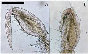 Attēlu rezultāti vaicājumam “Thecabius affinis imago”