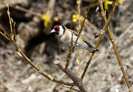 Attēlu rezultāti vaicājumam “Carduelis carduelis adult”
