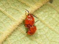 Attēlu rezultāti vaicājumam “Alticinae”