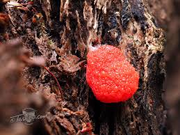 Attēlu rezultāti vaicājumam “Tubifera sp.”