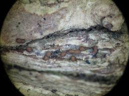 Attēlu rezultāti vaicājumam “Gulielmina vermicularis macro”