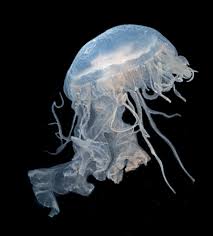 Image result for Phacellophora camtschatica