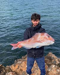 Image result for Pagrus auratus