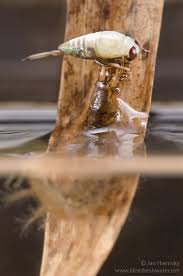 Attēlu rezultāti vaicājumam “Hydrochara caraboides”