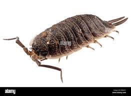 Attēlu rezultāti vaicājumam “Oniscoidea”