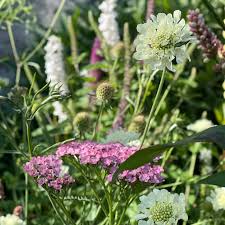 Image result for Scabiosa ochroleuca