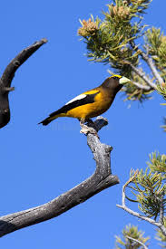 Image result for Hesperiphona vespertina