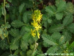Image result for Agrimonia eupatoria