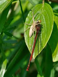 Attēlu rezultāti vaicājumam “Tibellus oblongus”