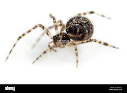 Attēlu rezultāti vaicājumam “Theridiidae”