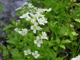Attēlu rezultāti vaicājumam “Cardamine amara”