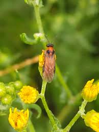 Attēlu rezultāti vaicājumam “Athelia pyriformis”