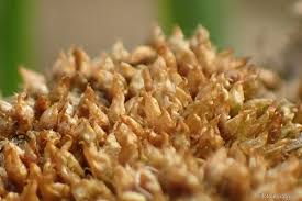 Attēlu rezultāti vaicājumam “Acaulon muticum”