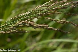 Attēlu rezultāti vaicājumam “Glyceria maxima fruit”