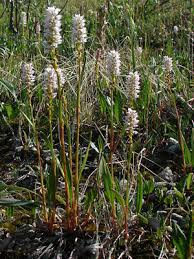 Attēlu rezultāti vaicājumam “Bistorta vivipara flower”