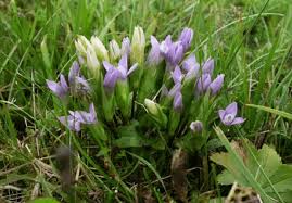 Attēlu rezultāti vaicājumam “Gentianella campestris”