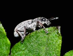 Attēlu rezultāti vaicājumam “Sitona sp.”