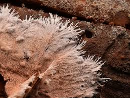 Attēlu rezultāti vaicājumam “Steccherinum fimbriatum”