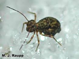 Attēlu rezultāti vaicājumam “Collembola”