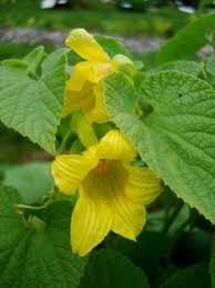 Attēlu rezultāti vaicājumam “Thladiantha dubia”