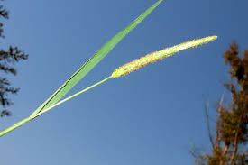 Attēlu rezultāti vaicājumam “Alopecurus aequalis”