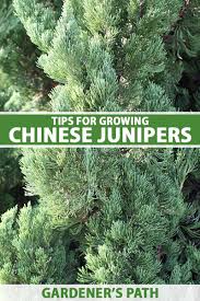Attēlu rezultāti vaicājumam “Juniperus chinensis”