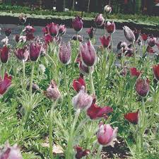 Attēlu rezultāti vaicājumam “Pulsatilla vulgaris”