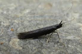 Attēlu rezultāti vaicājumam “Semioscopis avellanella imago”