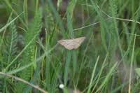 Attēlu rezultāti vaicājumam “Rhodostrophia vibicaria”