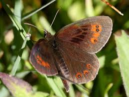 Attēlu rezultāti vaicājumam “Erebia aethiops upperside”