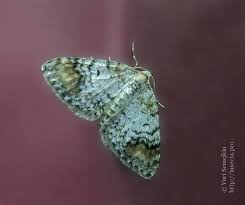 Attēlu rezultāti vaicājumam “Venusia blomeri”