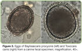 Image result for cestoda excrement dog