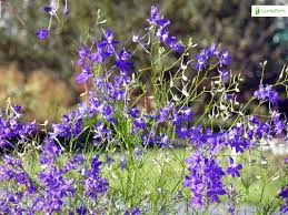 Image result for Consolida ajacis oder Consolida regalis