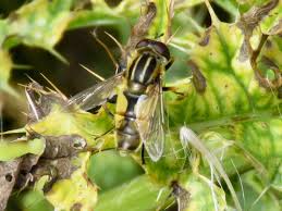 Attēlu rezultāti vaicājumam “Helophilus hybridus male”