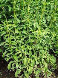 Image result for Stevia rebaudiana