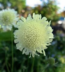 Image result for Scabiosa ochroleuca