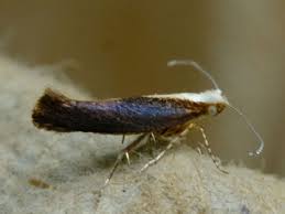 Attēlu rezultāti vaicājumam “Argyresthia semifusca”