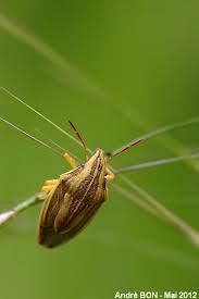 Attēlu rezultāti vaicājumam “Aelia acuminata”