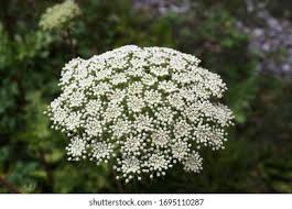 Attēlu rezultāti vaicājumam “Libanotis montana leaf”