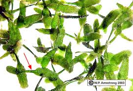 Attēlu rezultāti vaicājumam “Lemna trisulca”