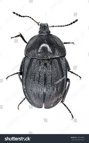 Attēlu rezultāti vaicājumam “Phosphuga atrata”