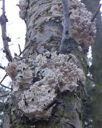 Attēlu rezultāti vaicājumam “Porotheleum fimbriatum”