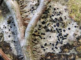 Attēlu rezultāti vaicājumam “Acrocordia gemmata”