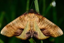 Attēlu rezultāti vaicājumam “Plagodis dolabraria”