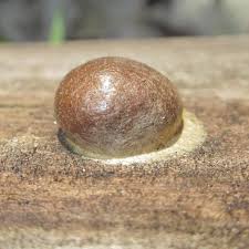 Attēlu rezultāti vaicājumam “Reticularia sp.”