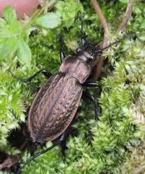 Attēlu rezultāti vaicājumam “Carabus granulatus”